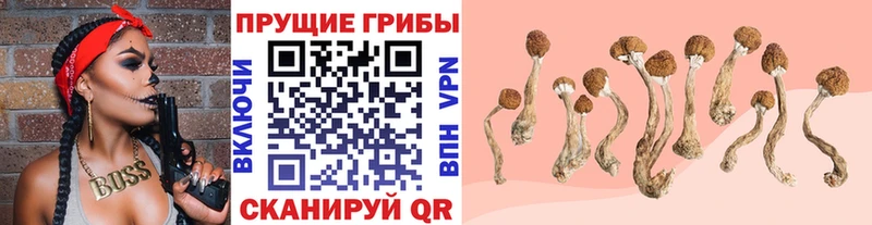 Галлюциногенные грибы Cubensis Южноуральск